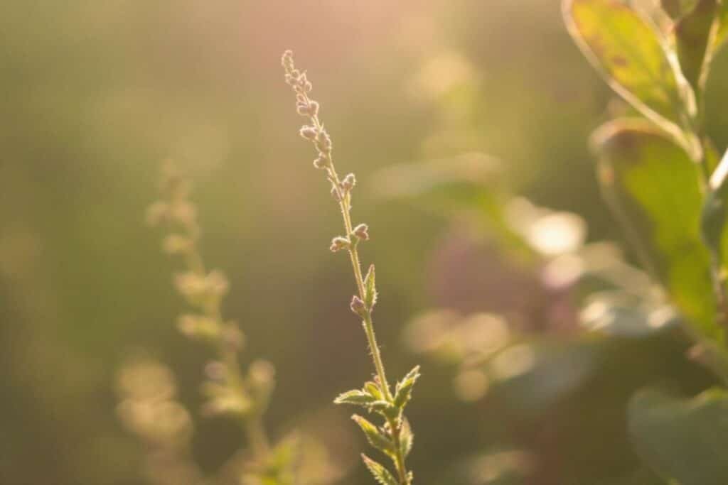 Ashwagandha ou rhodiola lequel choisir pour le stress : guide